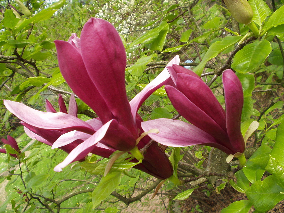 Purple Magnolien Flower Image