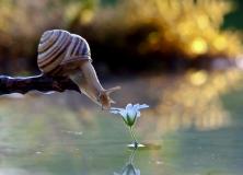 snail beautiful pictures