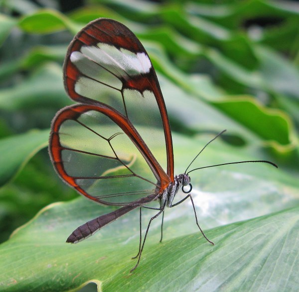 Amazing Butterfly Pics