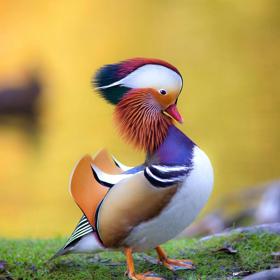 Colorful Mandarin Duck Pictures