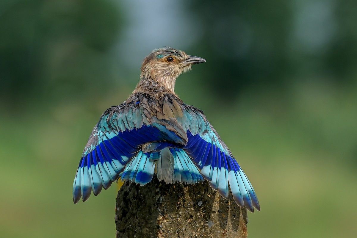 Indian Roller Cute Pic