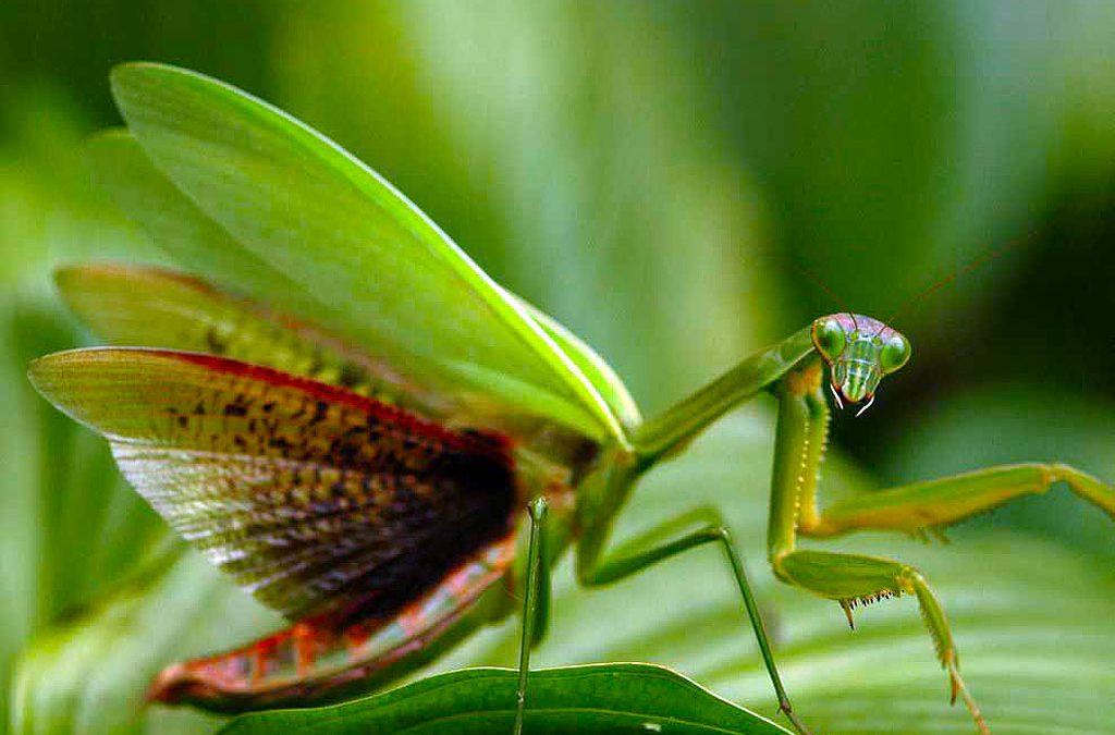 Mantis Pictures