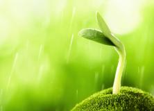 Sprout Nature Hd Wallpaper