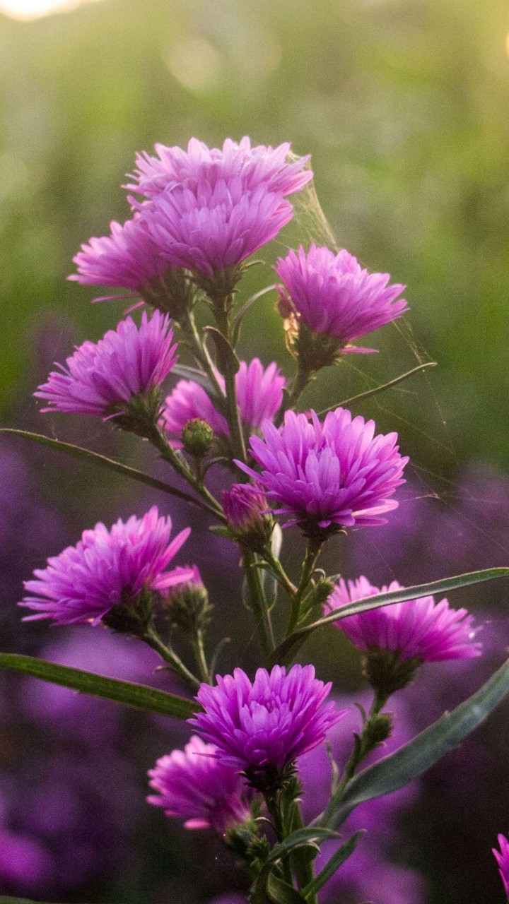 Violet Daisy Flower Image