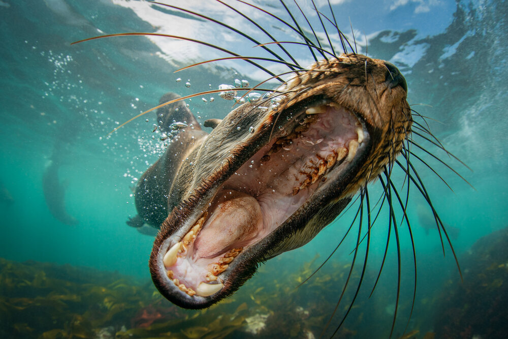 Wildlife Under Water Photography