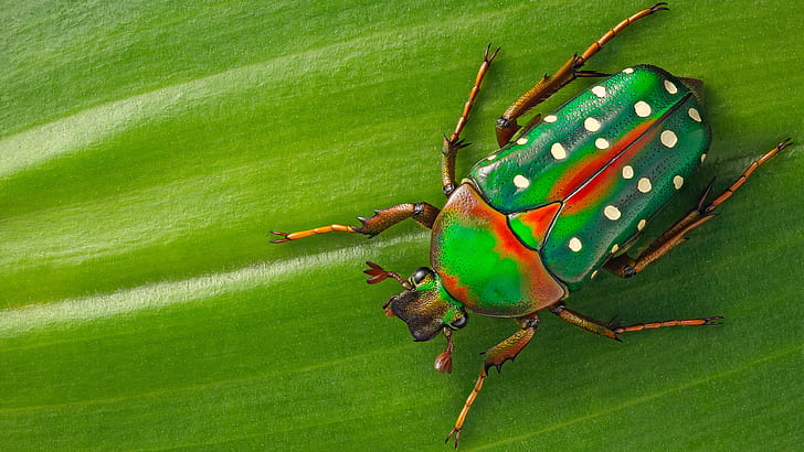 Colorful Christmas Beetle Pictures