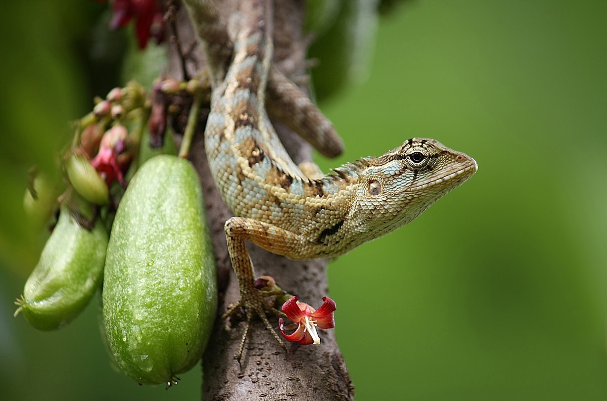 Oriental Garden Lizard Pictures
