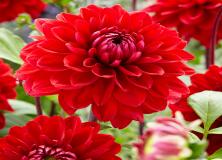 Colorful Dhalia Pictures