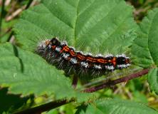 Jewel Caterpillar Pictures