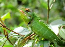 Forest Green Lizard Pictures