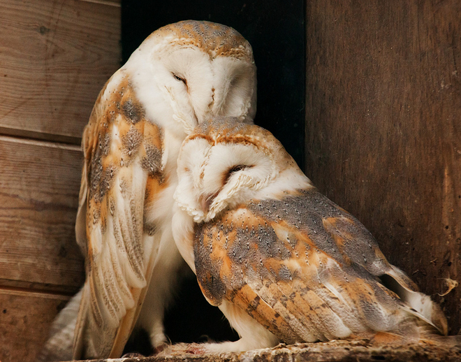 Barn Owl Sleeping Pics