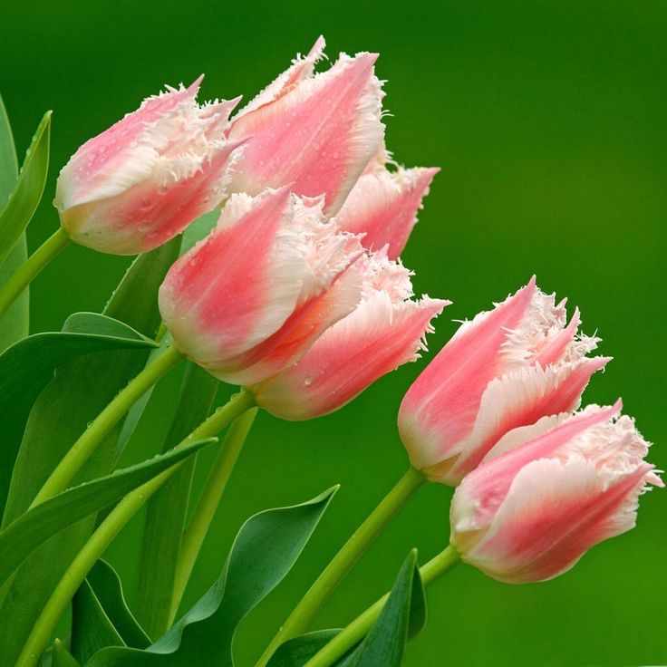 Beautiful Tulip Flowers Hd Pictures