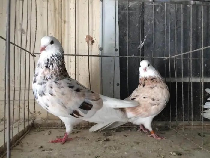 Couple Oriental Roller Pigeon