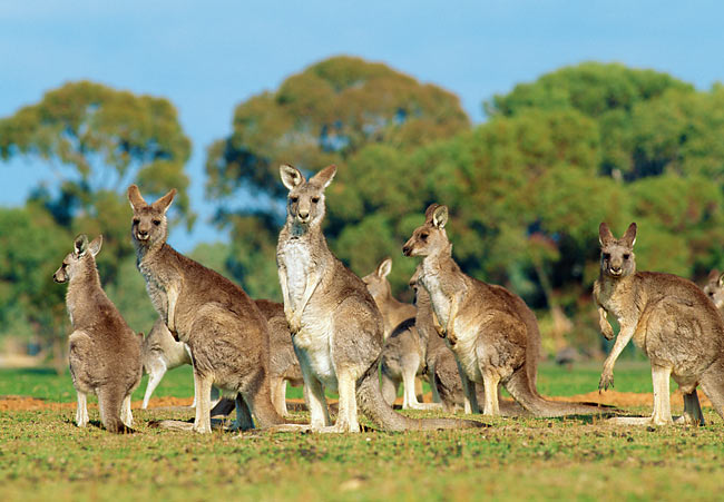 Group Of Australian Kangaroos