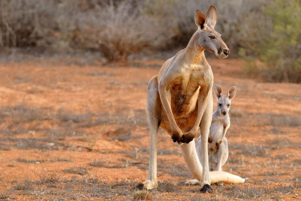 Kangaroo Images