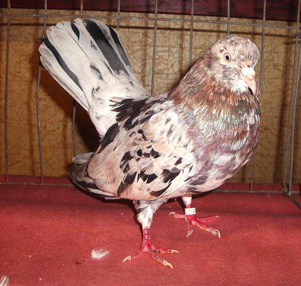 Oriental Roller Pigeon Photos