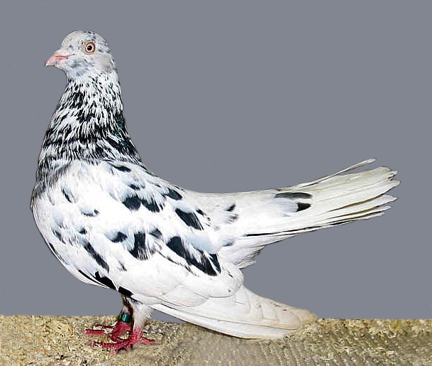 Oriental Roller Pigeon Pics