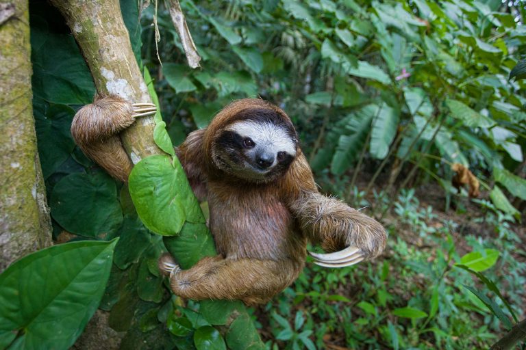 Sloth New Photos