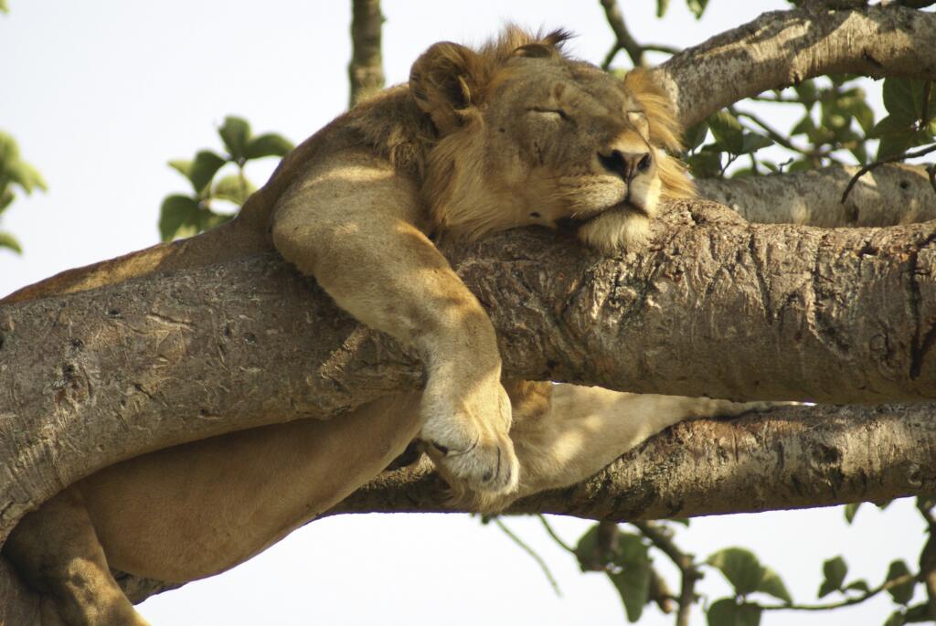 Lion Sleeping On Tree