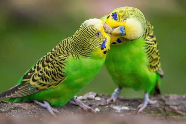 Love Birds Cute Images
