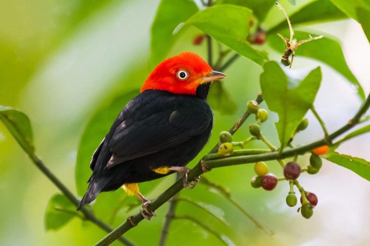 Red Capped Manakin On Tree