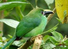 Northern Green Toucanet Bird Images