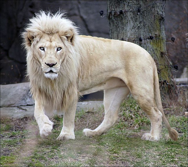 Biggest White Lion Pictures