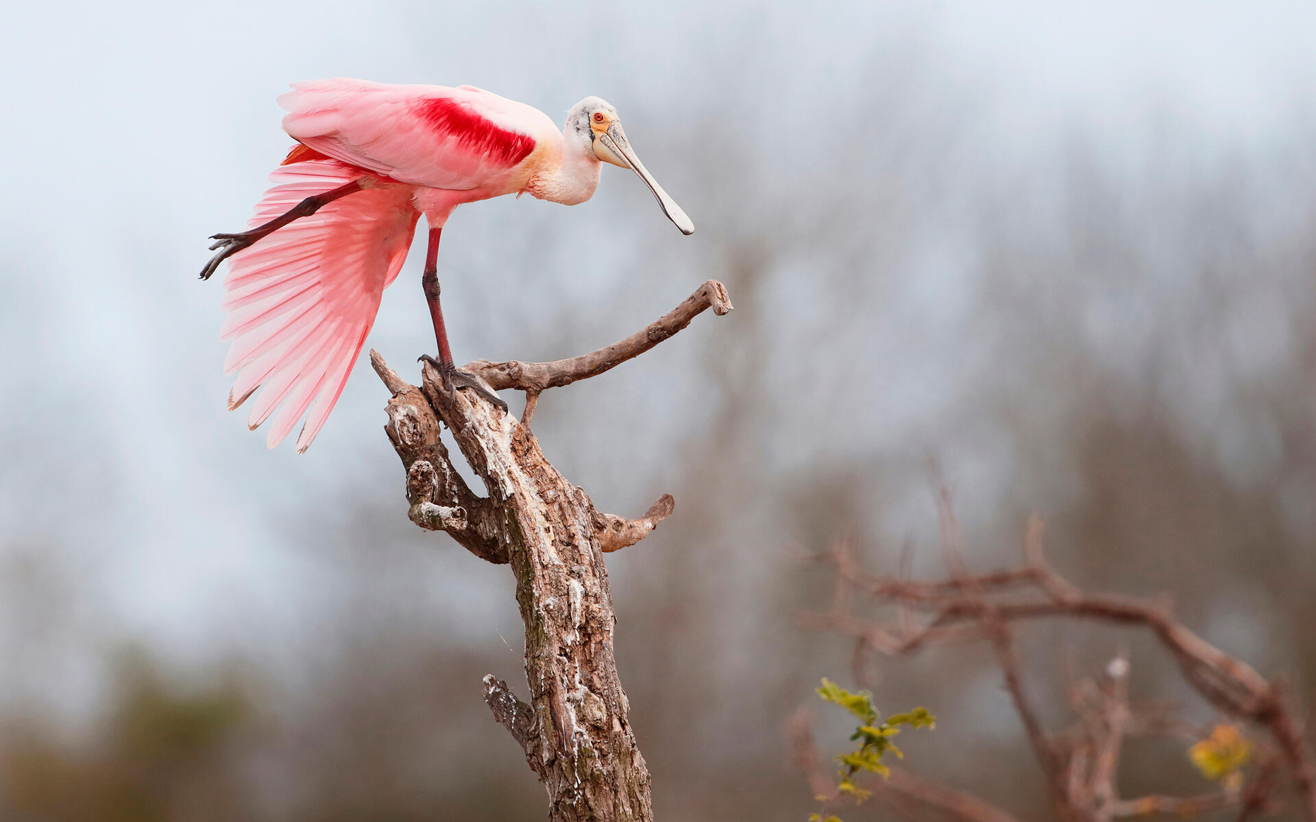 Roseate Spoonbill Unseen Pictures