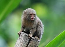 Pygmy Marmoset Monkey Beautiful Stills