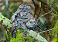 Large Frogmouth Beautiful Bird Pictures