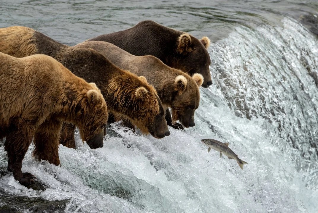 Brown Bear Catching Fish Images