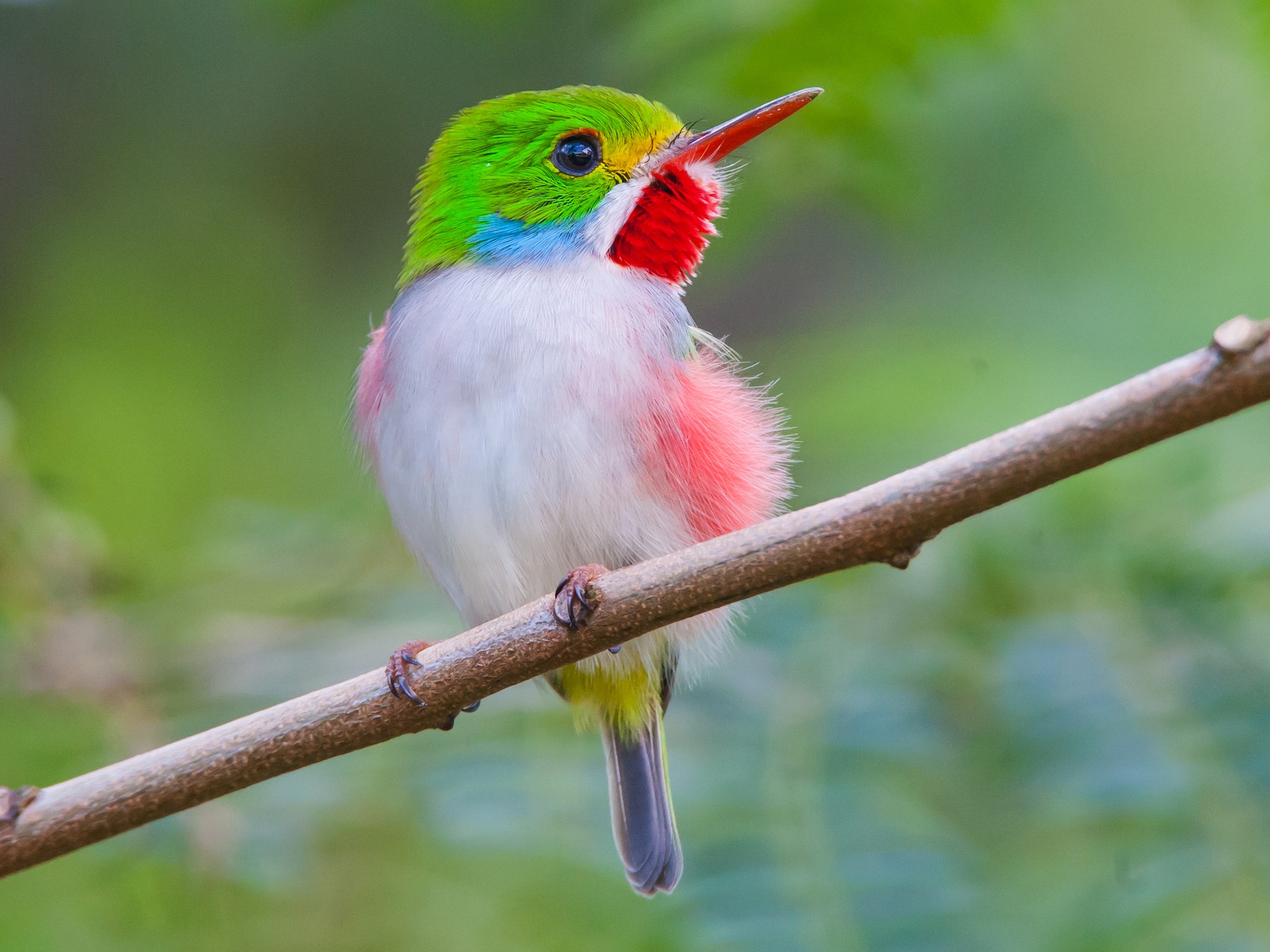 Cuban Tody Beautiful Bird Pictures