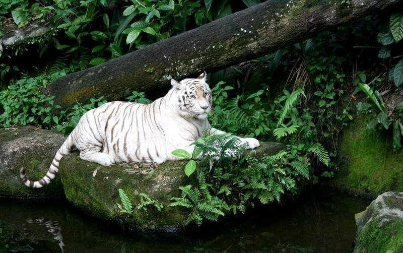 Cute Animal White Bengal Tiger Stills