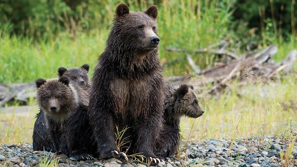 Mother Bear With Baby Bears