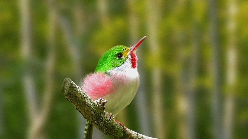 Nature Bird Cuban Tody Fotos