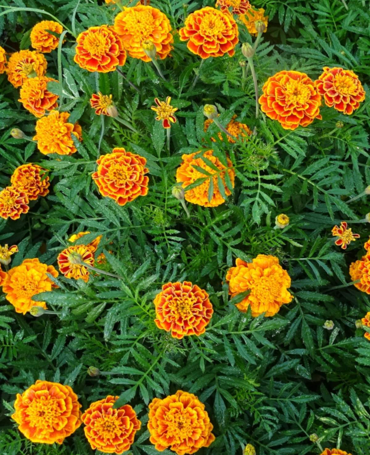 Nature Flower Marigold Pictures