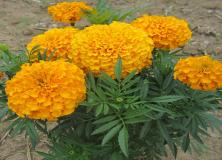 Mexican Marigold Flower Images