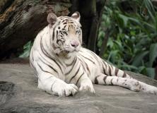 White Bengal Tiger Pictures