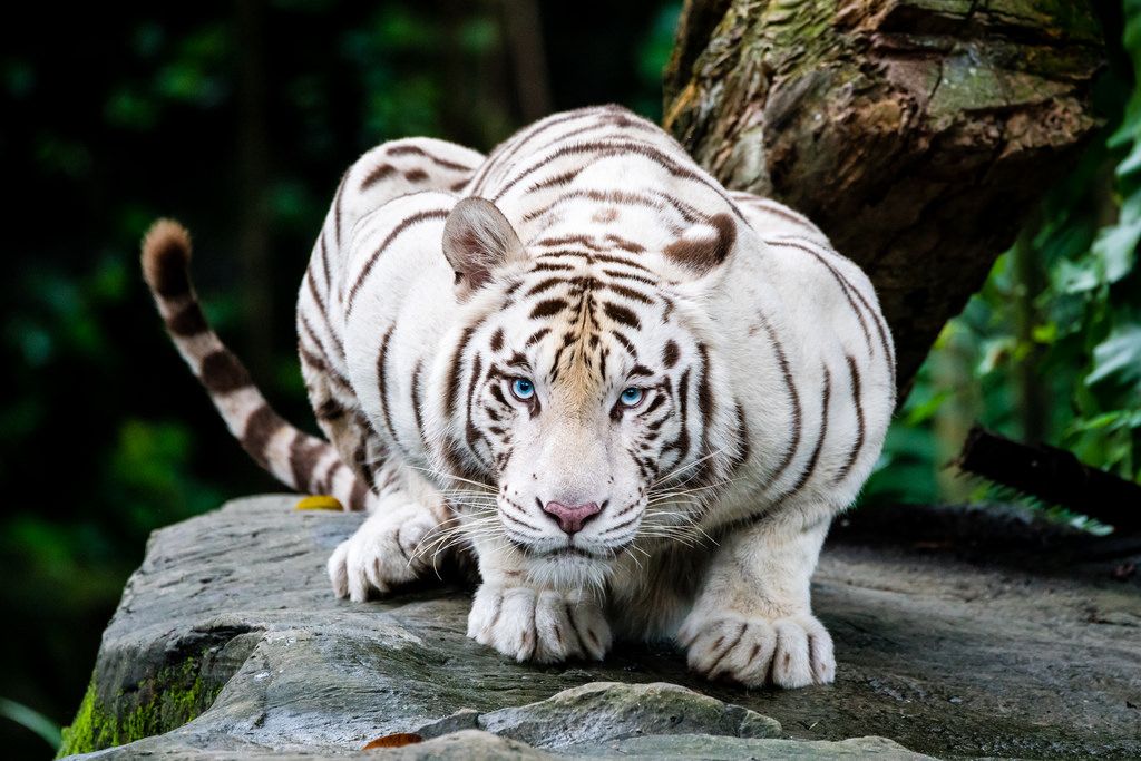 White Bengal Tiger Gallery