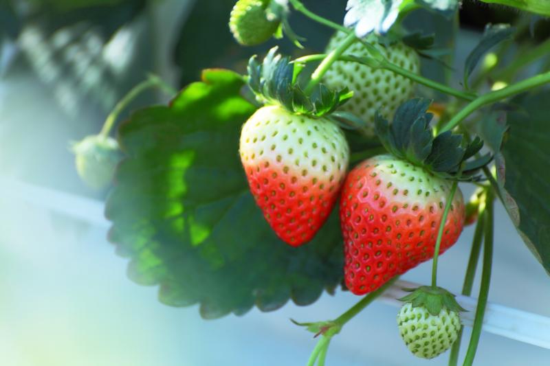 Winter Fruit Strawberry Fruit Pictures